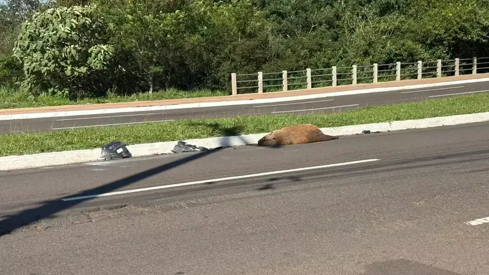 Capivara morta atropelada na Avenida Mato Grosso