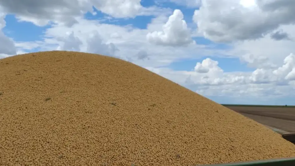 Colheita de milho em MS chega a 75% e passa de 1,6 milhão de hectares
