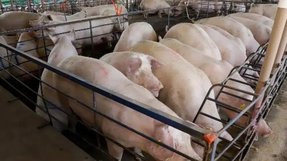 MS amplia produção de suínos em 18%, mas preço recua 25%
