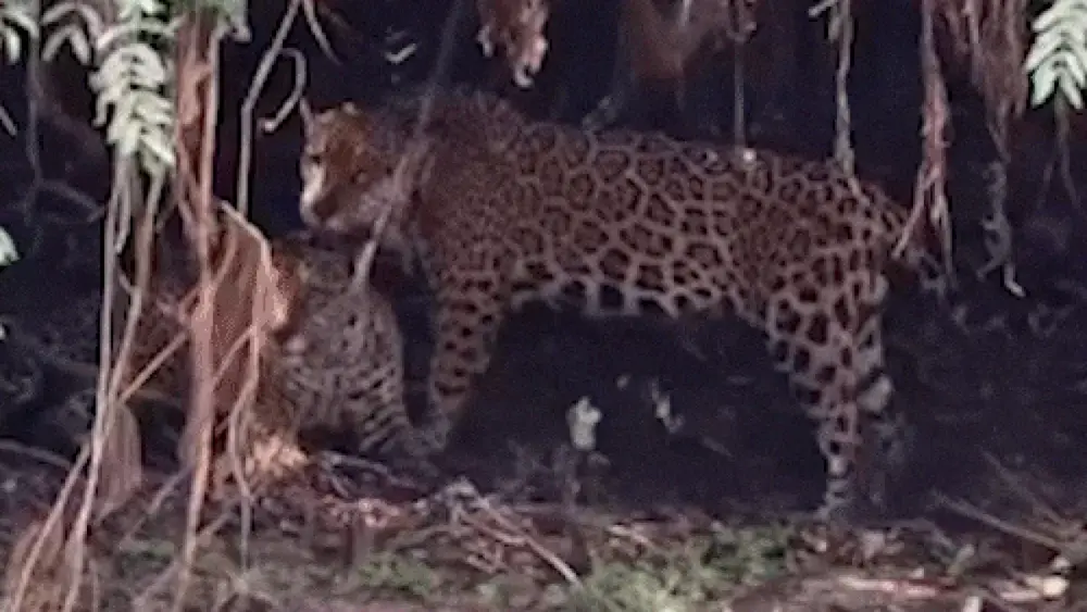 Onças-pintadas raras trocam afeto no Pantanal de Miranda