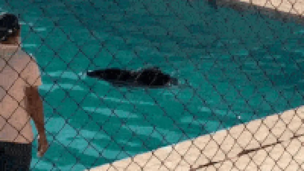 Queixada cai em piscina da UFMS e é resgatada no Pantanal