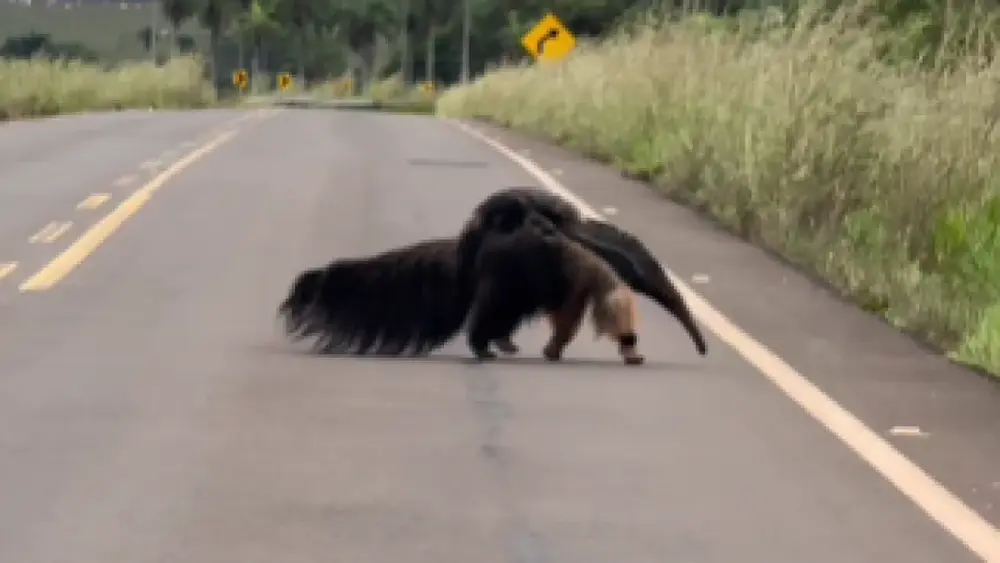Vídeo: mãe tamanduá atravessa estrada com filhote nas costas