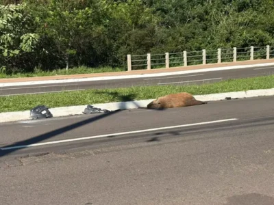 Capivara morta atropelada na Avenida Mato Grosso