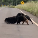 Vídeo: mãe tamanduá atravessa estrada com filhote nas costas
