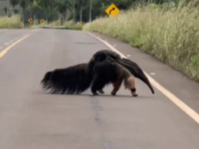 Vídeo: mãe tamanduá atravessa estrada com filhote nas costas